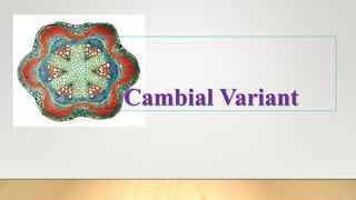 Cambial Variant
 