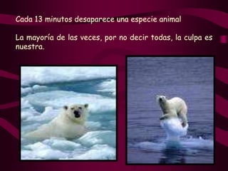 Cada 13 minutos desaparece una especie animal La mayoría de las veces, por no decir todas, la culpa es nuestra. 