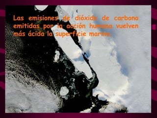 Las emisiones de dióxido de carbono emitidas por la acción humana vuelven más ácida la superficie marina.