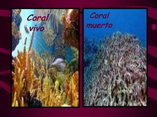CoralmuertoCoral vivo