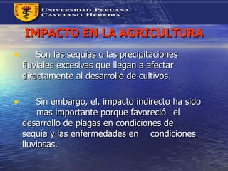 IMPACTO EN LA AGRICULTURA Son las sequías o las precipitaciones  fluviales excesivas que llegan a afectar  directamente al desarrollo de cultivos. Sin embargo, el, impacto indirecto ha sido  mas importante porque favoreció  el  desarrollo de plagas en condiciones de  sequía y las enfermedades en  condiciones lluviosas.  