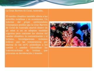 La Gran Barrera de Coral, Australia.

El cambio climático también afecta a los
arrecifes coralinos y su ecosistema. Un
informe del grupo ambientalista
Greenpeace predice que la Gran Barrera
de Coral de Australia morirá dentro de
30 años si no se adoptan medidas
urgentes para contener los efectos del
cambio climático, la contaminación y el
turismo.    Investigaciones     recientes
indican que las temperaturas por
encima de los 29ºC perjudican a los
corales y pueden intensificar las
concentraciones     de    toxinas    que
provocan su decoloración y muerte.
 
