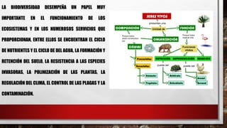 LA BIODIVERSIDAD DESEMPEÑA UN PAPEL MUY
IMPORTANTE EN EL FUNCIONAMIENTO DE LOS
ECOSISTEMAS Y EN LOS NUMEROSOS SERVICIOS QUE
PROPORCIONAN, ENTRE ELLOS SE ENCUENTRAN EL CICLO
DE NUTRIENTES Y EL CICLO DE DEL AGUA, LA FORMACIÓN Y
RETENCIÓN DEL SUELO, LA RESISTENCIA A LAS ESPECIES
INVASORAS, LA POLINIZACIÓN DE LAS PLANTAS, LA
REGULACIÓN DEL CLIMA, EL CONTROL DE LAS PLAGAS Y LA
CONTAMINACIÓN.
 