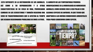 ESTO REPERCUTE EN LA DISTRIBUCIÓN DE LOS ANIMALES,
ASÍ COMO A SU REPRODUCCIÓN Y A OTRAS
CARACTERÍSTICAS DE SU CICLO DE VIDA, PROVOCANDO
CAMBIOS EN LOS ECOSISTEMAS Y TAMBIÉN OCASIONA UNA
SERIE DE TRANSFORMACIONES QUE LE AFECTAN AL TIEMPO
QUE ACABAN OCASIONANDO PROBLEMAS DE UNOS A OTROS.
EL AUMENTO DE LAS TEMPERATURAS PROVOCA
MODIFICACIONES EN LA MORFOLOGÍA DE NUMEROSOS
ANIMALES, COMO OCURRE CON EL OSO POLAR O CON
ALGUNAS ESPECIES DE ANFIBIOS, YA QUE TIENEN QUE
ADAPTARSEA LAS NUEVAS CONDICIONES AMBIENTALES
PARA PODER SOBREVIVIR COMO ESPECIE.
 