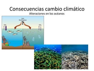 Consecuencias cambio climático
Alteraciones en los océanos
 