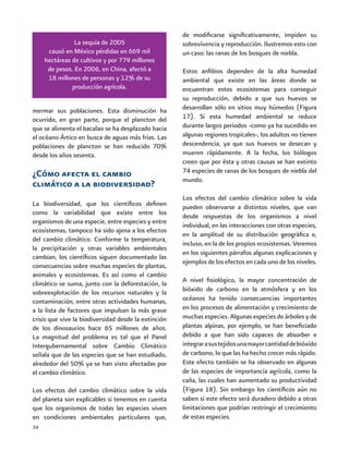 34
La sequía de 2005
causó en México pérdidas en 669 mil
hectáreas de cultivos y por 779 millones
de pesos. En 2006, en China, afectó a
18 millones de personas y 12% de su
producción agrícola.
mermar sus poblaciones. Esta disminución ha
ocurrido, en gran parte, porque el plancton del
que se alimenta el bacalao se ha desplazado hacia
el océano Ártico en busca de aguas más frías. Las
poblaciones de plancton se han reducido 70%
desde los años sesenta.
¿Cómo afecta el cambio
climático a la biodiversidad?
La biodiversidad, que los científicos definen
como la variabilidad que existe entre los
organismos de una especie, entre especies y entre
ecosistemas, tampoco ha sido ajena a los efectos
del cambio climático. Conforme la temperatura,
la precipitación y otras variables ambientales
cambian, los científicos siguen documentado las
consecuencias sobre muchas especies de plantas,
animales y ecosistemas. Es así como el cambio
climático se suma, junto con la deforestación, la
sobreexplotación de los recursos naturales y la
contaminación, entre otras actividades humanas,
a la lista de factores que impulsan la más grave
crisis que vive la biodiversidad desde la extinción
de los dinosaurios hace 65 millones de años.
La magnitud del problema es tal que el Panel
Intergubernamental sobre Cambio Climático
señala que de las especies que se han estudiado,
alrededor del 50% ya se han visto afectadas por
el cambio climático.
Los efectos del cambio climático sobre la vida
del planeta son explicables si tenemos en cuenta
que los organismos de todas las especies viven
en condiciones ambientales particulares que,
de modificarse significativamente, impiden su
sobrevivencia y reproducción. Ilustremos esto con
un caso: las ranas de los bosques de niebla.
Estos anfibios dependen de la alta humedad
ambiental que existe en las áreas donde se
encuentran estos ecosistemas para conseguir
su reproducción, debido a que sus huevos se
desarrollan sólo en sitios muy húmedos (Figura
17). Si esta humedad ambiental se reduce
durante largos periodos -como ya ha sucedido en
algunas regiones tropicales-, los adultos no tienen
descendencia, ya que sus huevos se desecan y
mueren rápidamente. A la fecha, los biólogos
creen que por ésta y otras causas se han extinto
74 especies de ranas de los bosques de niebla del
mundo.
Los efectos del cambio climático sobre la vida
pueden observarse a distintos niveles, que van
desde respuestas de los organismos a nivel
individual, en las interacciones con otras especies,
en la amplitud de su distribución geográfica e,
incluso, en la de los propios ecosistemas. Veremos
en los siguientes párrafos algunas explicaciones y
ejemplos de los efectos en cada uno de los niveles.
A nivel fisiológico, la mayor concentración de
bióxido de carbono en la atmósfera y en los
océanos ha tenido consecuencias importantes
en los procesos de alimentación y crecimiento de
muchas especies. Algunas especies de árboles y de
plantas alpinas, por ejemplo, se han beneficiado
debido a que han sido capaces de absorber e
integrarasustejidosunamayorcantidaddebióxido
de carbono, lo que las ha hecho crecer más rápido.
Este efecto también se ha observado en algunas
de las especies de importancia agrícola, como la
caña, las cuales han aumentado su productividad
(Figura 18). Sin embargo los científicos aún no
saben si este efecto será duradero debido a otras
limitaciones que podrían restringir el crecimiento
de estas especies.
 