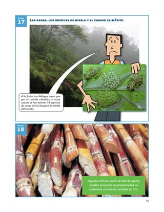 35
Las ranas, los bosques de niebla y el cambio climático
17
Figura
18
Figura
A la fecha, los biólogos creen que
por el cambio climático y otras
causas se han extinto 74 especies
de ranas de los bosques de niebla
del mundo.
Algunos cultivos, como la caña de azúcar,
pueden aumentar su productividad en
ambientes con mayor cantidad de CO2
.
 