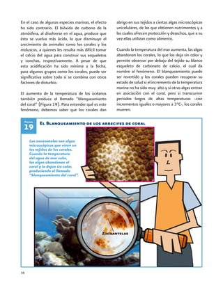 36
En el caso de algunas especies marinas, el efecto
ha sido contrario. El bióxido de carbono de la
atmósfera, al disolverse en el agua, produce que
ésta se vuelva más ácida, lo que disminuye el
crecimiento de animales como los corales y los
moluscos, a quienes les resulta más difícil tomar
el calcio del agua para construir sus esqueletos
y conchas, respectivamente. A pesar de que
esta acidificación ha sido mínima a la fecha,
para algunos grupos como los corales, puede ser
significativa sobre todo si se combina con otros
factores de disturbio.
El aumento de la temperatura de los océanos
también produce el llamado “blanqueamiento
del coral” (Figura 19). Para entender qué es este
fenómeno, debemos saber que los corales dan
El Blanqueamiento de los arrecifes de coral
19
Figura
abrigo en sus tejidos a ciertas algas microscópicas
unicelulares, de las que obtienen nutrimentos y a
las cuales ofrecen protección y desechos, que a su
vez ellas utilizan como alimento.
Cuando la temperatura del mar aumenta, las algas
abandonan los corales, lo que los deja sin color y
permite observar por debajo del tejido su blanco
esqueleto de carbonato de calcio, el cual da
nombre al fenómeno. El blanqueamiento puede
ser revertido y los corales pueden recuperar su
estado de salud si el incremento de la temperatura
marina no ha sido muy alto y si otras algas entran
en asociación con el coral, pero si transcurren
periodos largos de altas temperaturas –con
incrementos iguales o mayores a 3°C-, los corales
mueren.
Las zooxantelas son algas
microscópicas que viven en
los tejidos de los corales.
Cuando la temperatura
del agua de mar sube,
las algas abandonan el
coral y lo dejan sin color,
produciendo el llamado
“blanqueamiento del coral”.
Zooxantelas
 