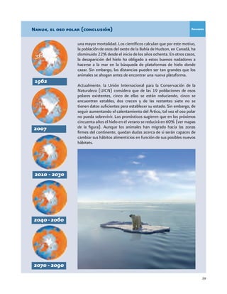 39
Nanuk, el oso polar (conclusión)
una mayor mortalidad. Los científicos calculan que por este motivo,
la población de osos del oeste de la Bahía de Hudson, en Canadá, ha
disminuido 22% desde el inicio de los años ochenta. En otros casos,
la desaparición del hielo ha obligado a estos buenos nadadores a
hacerse a la mar en la búsqueda de plataformas de hielo donde
cazar. Sin embargo, las distancias pueden ser tan grandes que los
animales se ahogan antes de encontrar una nueva plataforma.
Actualmente, la Unión Internacional para la Conservación de la
Naturaleza (UICN) considera que de las 19 poblaciones de osos
polares existentes, cinco de ellas se están reduciendo, cinco se
encuentran estables, dos crecen y de las restantes siete no se
tienen datos suficientes para establecer su estado. Sin embargo, de
seguir aumentando el calentamiento del Ártico, tal vez el oso polar
no pueda sobrevivir. Los pronósticos sugieren que en los próximos
cincuenta años el hielo en el verano se reducirá en 60% (ver mapas
de la figura). Aunque los animales han migrado hacia las zonas
firmes del continente, quedan dudas acerca de si serán capaces de
cambiar sus hábitos alimenticios en función de sus posibles nuevos
hábitats.
2010 - 2030
1962
2007
2040-2060
2070 - 2090
Recuadro
 