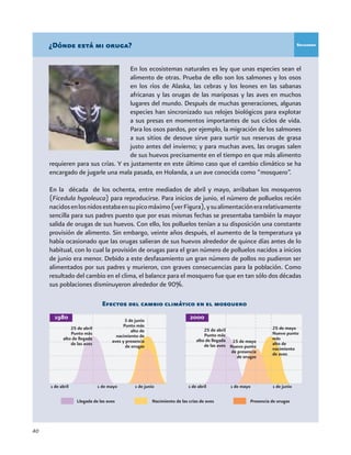 40
¿Dónde está mi oruga?
En los ecosistemas naturales es ley que unas especies sean el
alimento de otras. Prueba de ello son los salmones y los osos
en los ríos de Alaska, las cebras y los leones en las sabanas
africanas y las orugas de las mariposas y las aves en muchos
lugares del mundo. Después de muchas generaciones, algunas
especies han sincronizado sus relojes biológicos para explotar
a sus presas en momentos importantes de sus ciclos de vida.
Para los osos pardos, por ejemplo, la migración de los salmones
a sus sitios de desove sirve para surtir sus reservas de grasa
justo antes del invierno; y para muchas aves, las orugas salen
de sus huevos precisamente en el tiempo en que más alimento
requieren para sus crías. Y es justamente en este último caso que el cambio climático se ha
encargado de jugarle una mala pasada, en Holanda, a un ave conocida como “mosquero”.
En la década de los ochenta, entre mediados de abril y mayo, arribaban los mosqueros
(Ficedula hypoleuca) para reproducirse. Para inicios de junio, el número de polluelos recién
nacidosenlosnidosestabaensupicomáximo(verFigura),ysualimentaciónerarelativamente
sencilla para sus padres puesto que por esas mismas fechas se presentaba también la mayor
salida de orugas de sus huevos. Con ello, los polluelos tenían a su disposición una constante
provisión de alimento. Sin embargo, veinte años después, el aumento de la temperatura ya
había ocasionado que las orugas salieran de sus huevos alrededor de quince días antes de lo
habitual, con lo cual la provisión de orugas para el gran número de polluelos nacidos a inicios
de junio era menor. Debido a este desfasamiento un gran número de pollos no pudieron ser
alimentados por sus padres y murieron, con graves consecuencias para la población. Como
resultado del cambio en el clima, el balance para el mosquero fue que en tan sólo dos décadas
sus poblaciones disminuyeron alrededor de 90%.
Efectos del cambio climático en el mosquero
Nacimiento de las crías de aves Presencia de orugasLlegada de las aves
Recuadro
3 de junio
Punto más
alto de
nacimiento de
aves y presencia
de orugas
15 de mayo
Nuevo punto
de presencia
de orugas
25 de abril
Punto más
alto de llegada
de las aves
25 de abril
Punto más
alto de llegada
de las aves
25 de mayo
Nuevo punto
más
alto de
nacimiento
de aves
 