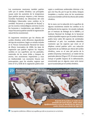 53
Los ecosistemas mexicanos también podrían
sufrir por el cambio climático. Las principales
causas serán los aumentos de la temperatura
(que podrían provocar mayores y más intensos
incendios forestales), las alteraciones del ciclo
hidrológico (observadas como cambios en la
cantidad, frecuencia y temporada de lluvias) y
por los eventos meteorológicos extremos (como
los huracanes e inundaciones, que debido a su
mayor frecuencia podrían retardar la regeneración
natural de los ecosistemas).
Es importante mencionar que los efectos del
cambio climático serán diferentes dependiendo
del tipo de ecosistema. Según un estudio incluido
en la Tercera Comunicación Nacional de Gases
de Efecto Invernadero de 2006, los tipos de
vegetación que podrían registrar los mayores
cambios en sus superficies son los pastizales,
matorrales de las zonas áridas y bosques de
encino, tres ecosistemas importantes y ricos
en biodiversidad. Los escenarios futuros son
preocupantes, pues los estudios sugieren que
entre el 53 y 62% de la vegetación podría estar
sujeta a condiciones ambientales distintas a las
que vive hoy día, por lo que las selvas, bosques
templados y muchos otros de los ecosistemas
mexicanos también sufrirán los efectos del cambio
climático.
De la mano con la reducción de la superficie de
algunos ecosistemas estarán los cambios en la
distribución de las especies. Un estudio realizado
por el Instituto de Biología de la UNAM y el
Instituto Nacional de Ecología de la Semarnat
evaluó el posible impacto que el cambio climático
podría tener sobre 40 especies de vertebrados
endémicos7
al país. Los resultados obtenidos
mostraron que las especies que viven en el
altiplano central podrían sufrir una reducción
importante de sus hábitats por efecto del cambio
climático, como es el caso del perrito de la
pradera (Cynomys mexicanus), un roedor de los
pastizales abiertos (Figura 27). El mismo estudio
incluyó el posible impacto de la deforestación,
encontrando que en algunos casos sería menor
que el ocasionado por el cambio climático.
Reducción del hábitat del perrito de la pradera por efecto del
cambio climático27
7
Las especies endémicas a México son aquéllas que sólo se encuentran en su territorio.
El perrito de la pradera, un roedor de los
pastizales del centro del país, podría reducir
significativamente su área de distribución por efecto del
cambio climático para finales del siglo XXI.
Figura
 