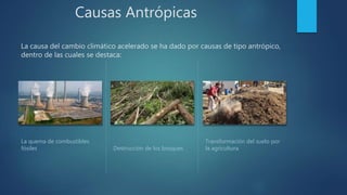 Causas Antrópicas
La causa del cambio climático acelerado se ha dado por causas de tipo antrópico,
dentro de las cuales se destaca:
La quema de combustibles
fósiles Destrucción de los bosques
Transformación del suelo por
la agricultura
 