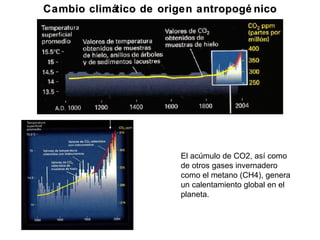 Cambio climático de origen antropogénico El acúmulo de CO2, así como de otros gases invernadero como el metano (CH4), genera un calentamiento global en el planeta. 