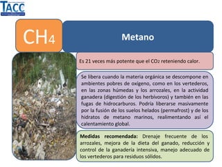 CH4 Metano
Es 21 veces más potente que el CO2 reteniendo calor.
Se libera cuando la materia orgánica se descompone en
ambientes pobres de oxígeno, como en los vertederos,
en las zonas húmedas y los arrozales, en la actividad
ganadera (digestión de los herbívoros) y también en las
fugas de hidrocarburos. Podría liberarse masivamente
por la fusión de los suelos helados (permafrost) y de los
hidratos de metano marinos, realimentando así el
calentamiento global.
Medidas recomendada: Drenaje frecuente de los
arrozales, mejora de la dieta del ganado, reducción y
control de la ganadería intensiva, manejo adecuado de
los vertederos para residuos sólidos.
 
