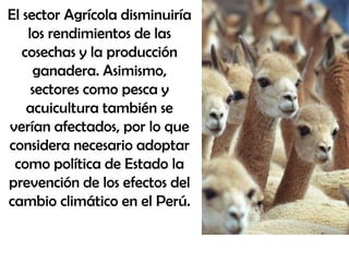 El sector Agrícola disminuiría
    los rendimientos de las
   cosechas y la producción
      ganadera. Asimismo,
     sectores como pesca y
    acuicultura también se
verían afectados, por lo que
considera necesario adoptar
 como política de Estado la
prevención de los efectos del
cambio climático en el Perú.
 