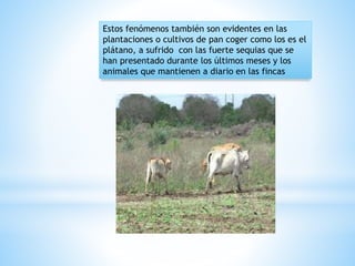 Estos fenómenos también son evidentes en las
plantaciones o cultivos de pan coger como los es el
plátano, a sufrido con las fuerte sequias que se
han presentado durante los últimos meses y los
animales que mantienen a diario en las fincas
 
