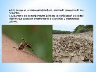  Los suelos se tornarán casi desérticos, perdiendo gran parte de sus
nutrientes.
 El aumento de las temperaturas permitirá la reproducción de ciertos
insectos que causarán enfermedades a las plantas y afectarán los
cultivos.
 