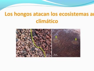 Los hongos atacan los ecosistemas an
climático
 