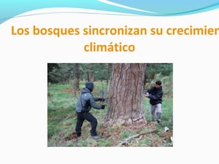Los bosques sincronizan su crecimien
climático
 