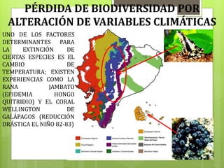 PÉRDIDA DE BIODIVERSIDAD POR
ALTERACIÓN DE VARIABLES CLIMÁTICAS
UNO DE LOS FACTORES
DETERMINANTES PARA
LA EXTINCIÓN DE
CIERTAS ESPECIES ES EL
CAMBIO DE
TEMPERATURA; EXISTEN
EXPERIENCIAS COMO LA
RANA JAMBATO
(EPIDEMIA HONGO
QUITRIDIO) Y EL CORAL
WELLINGTON DE
GALÁPAGOS (REDUCCIÓN
DRÁSTICA EL NIÑO 82-83)
 