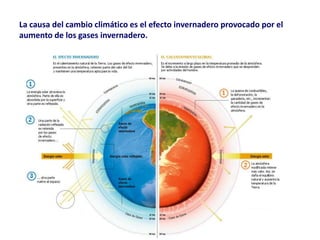 La causa del cambio climático es el efecto invernadero provocado por el
aumento de los gases invernadero.
 