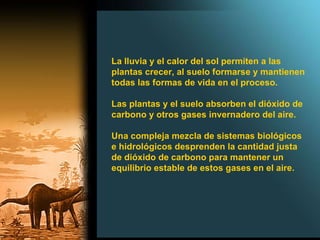 La lluvia y el calor del sol permiten a las plantas crecer, al suelo formarse y mantienen todas las formas de vida en el proceso.  Las plantas y el suelo absorben el dióxido de carbono y otros gases invernadero del aire.  Una compleja mezcla de sistemas biológicos e hidrológicos desprenden la cantidad justa de dióxido de carbono para mantener un equilibrio estable de estos gases en el aire. 