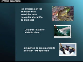 Declaran "extinto" al delfín chino   pingüinos de cresta amarilla se están  extinguiendo  los anfibios son los animales más sensibles ante cualquier alteración de su medio  