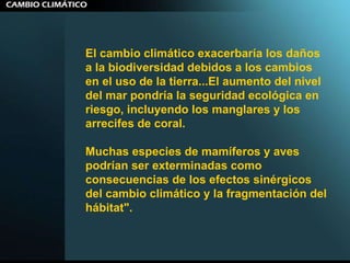 El cambio climático exacerbaría los daños a la biodiversidad debidos a los cambios en el uso de la tierra...El aumento del nivel del mar pondría la seguridad ecológica en riesgo, incluyendo los manglares y los arrecifes de coral.  Muchas especies de mamíferos y aves podrían ser exterminadas como consecuencias de los efectos sinérgicos del cambio climático y la fragmentación del hábitat".  