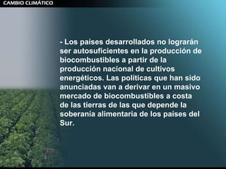 - Los países desarrollados no lograrán ser autosuficientes en la producción de biocombustibles a partir de la producción nacional de cultivos energéticos. Las políticas que han sido anunciadas van a derivar en un masivo mercado de biocombustibles a costa de las tierras de las que depende la soberanía alimentaria de los países del Sur. 