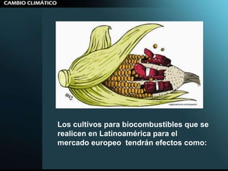 Los cultivos para biocombustibles que se realicen en Latinoamérica para el mercado europeo  tendrán efectos como: 
