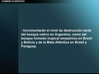 - Incrementarán el nivel de destrucción tanto del bosque nativo en Argentina, como del bosque húmedo tropical amazónico en Brasil y Bolivia y de la Mata Atlántica en Brasil y Paraguay. 