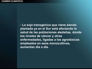- La soja transgénica que viene siendo plantada ya en el Sur está afectando la salud de las poblaciones aledañas, donde los niveles de cáncer y otras enfermedades, ligadas a los agrotóxicos empleados en esos monocultivos, aumentan día a día.  