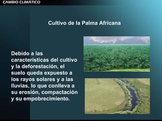 Cultivo de la Palma Africana   Debido a las características del cultivo y la deforestación, el suelo queda expuesto a los rayos solares y a las lluvias, lo que conlleva a su erosión, compactación y su empobrecimiento.  