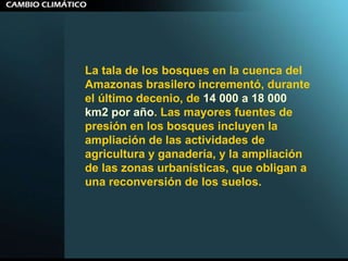 La tala de los bosques en la cuenca del Amazonas brasilero incrementó, durante el último decenio, de  14 000 a 18 000 km2 por año . Las mayores fuentes de presión en los bosques incluyen la ampliación de las actividades de agricultura y ganadería, y la ampliación de las zonas urbanísticas, que obligan a una reconversión de los suelos.  