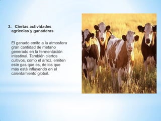 3. Ciertas actividades
  agrícolas y ganaderas

 El ganado emite a la atmosfera
 gran cantidad de metano
 generado en la fermentación
 intestinal. También ciertos
 cultivos, como el arroz, emiten
 este gas que es, de los que
 más está influyendo en el
 calentamiento global.
 