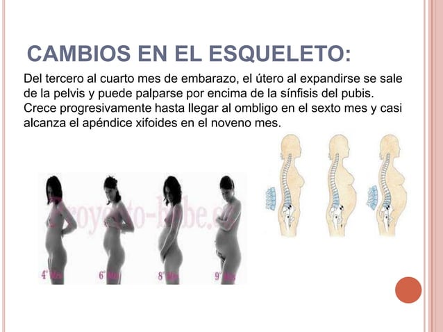 Cambios anatómicos y fisiológicos en el embarazo