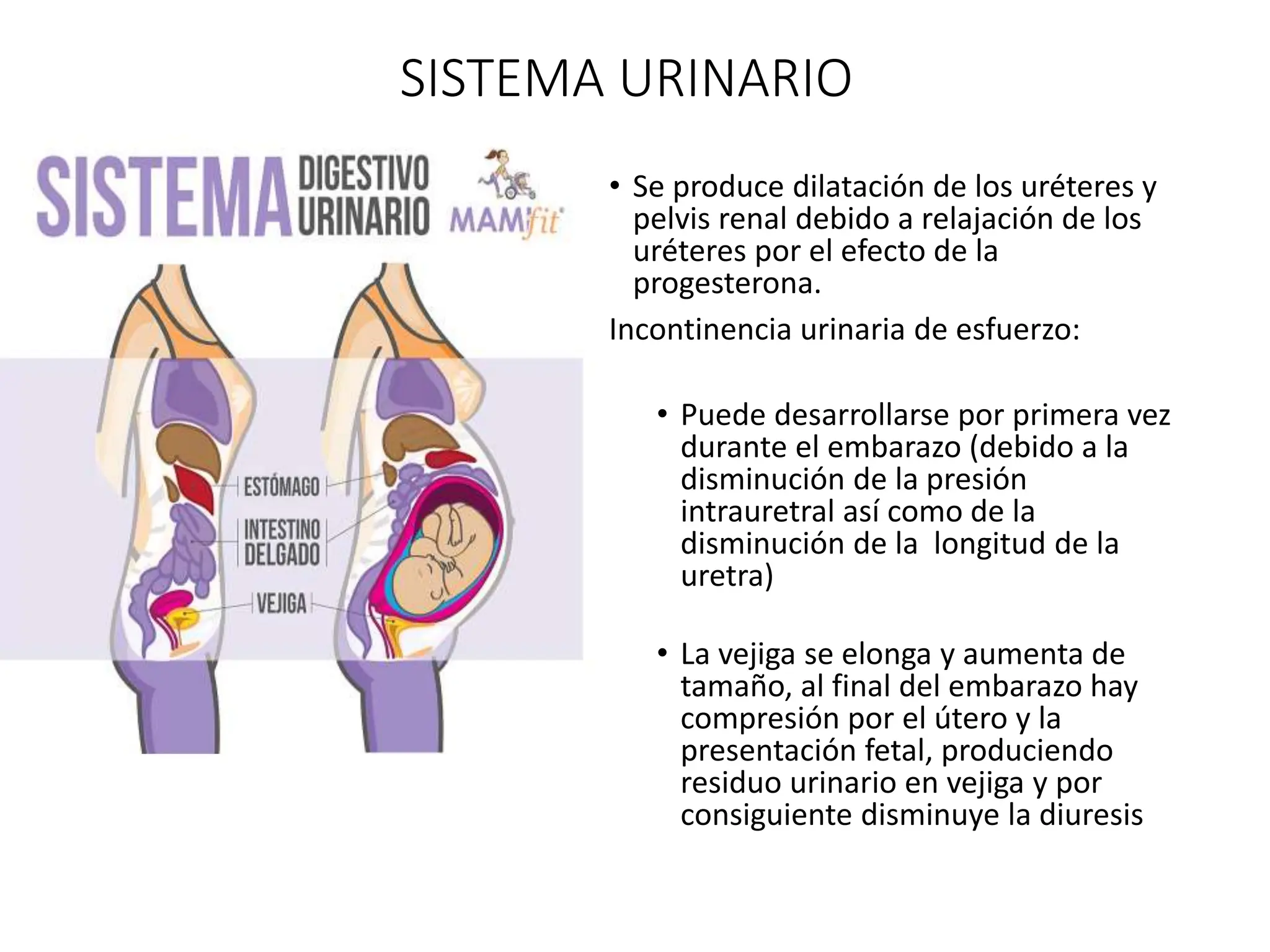 cambios-de-la-anatomia-y-fisiologia-que-pasasn-durante-una-mujer