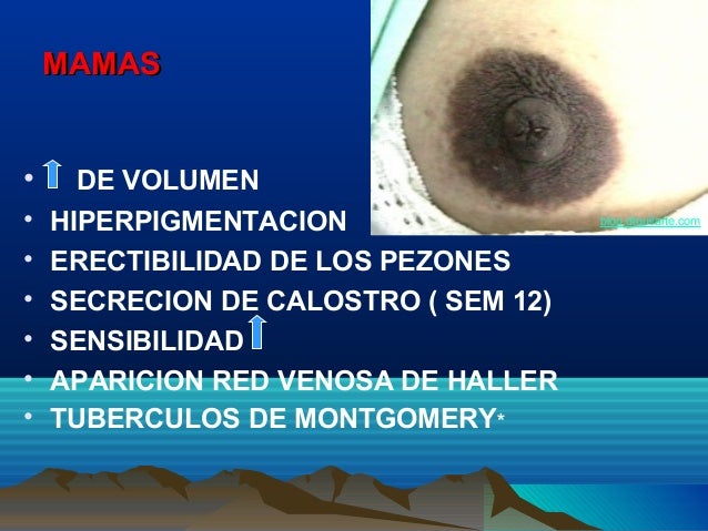 Cambios anatomofisiologicos en_la_gestante_1_2_ (1) (1)