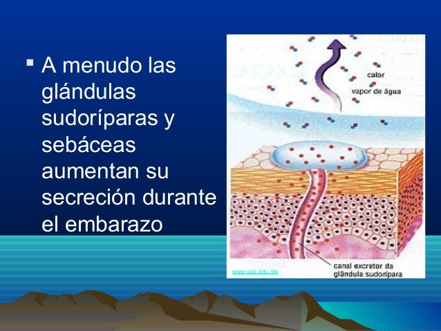 Cambios anatomofisiologicos en_la_gestante_1_2_ (1) (1)
