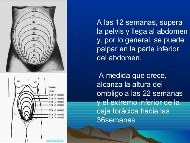 Cambios anatomofisiologicos en_la_gestante_1_2_ (1) (1)