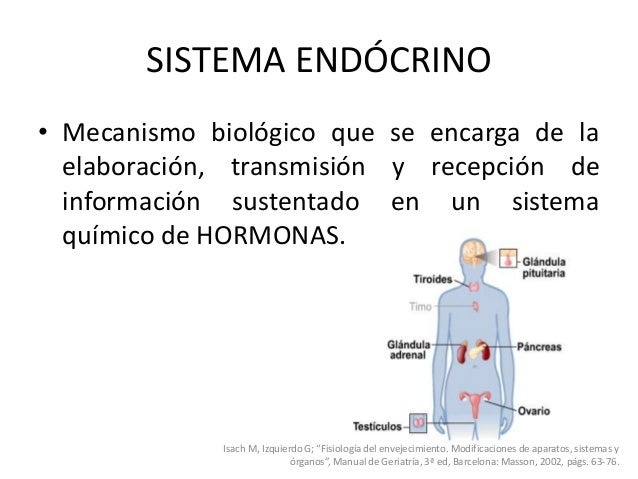 Cambios anatomofuncionales del Sistema Endocrino en el Adulto Mayor