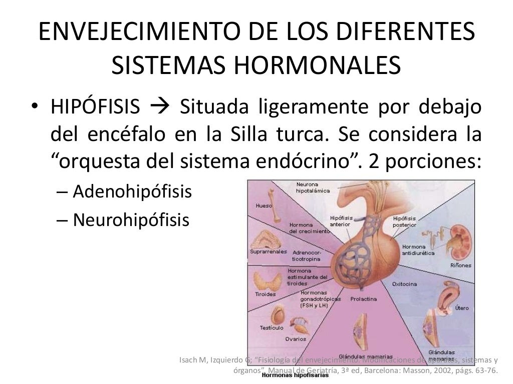 Cambios Endocrinos En El Adulto Mayor