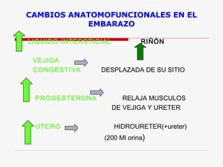 CAMBIOS ANATOMOFUNCIONALES EN EL EMBARAZO LIQUIDO INTERSTICIAL   RIÑÓN     VEJIGA CONGESTIVA   DESPLAZADA DE SU SITIO   PROGESTERONA   RELAJA MUSCULOS DE VEJIGA Y URETER    UTERO  HIDROURETER(+ureter) (200 Ml orina )      