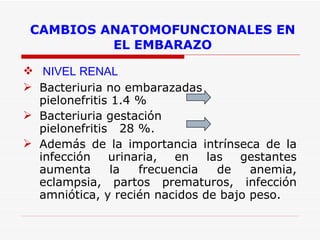 CAMBIOS ANATOMOFUNCIONALES EN EL EMBARAZO NIVEL RENAL  Bacteriuria no embarazadas  pielonefritis 1.4 %  Bacteriuria gestación  pielonefritis  28 %.  Además de la importancia intrínseca de la infección urinaria, en las gestantes aumenta la frecuencia de anemia, eclampsia, partos prematuros, infección amniótica, y recién nacidos de bajo peso.  