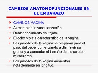 CAMBIOS ANATOMOFUNCIONALES EN EL EMBARAZO CAMBIOS VAGINA Aumento de la vascularización  Reblandecimiento del tejido.  El color violeta característico de la vagina  Las paredes de la vagina se preparan para el paso del bebé, comenzando a disminuir su grosor y a aumentar el tamaño de las células musculares.  Las paredes de la vagina aumentan notablemente en longitud. 