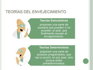 TEORÍAS DEL ENVEJECIMIENTO
Teorías Estocásticas
proponen una serie de
sucesos que pueden o no
suceder, al azar, que
finalmente causan el
envejecimiento.
Teorías Deterministas
proponen una serie de
sucesos programados, que
van a ocurrir, no por azar, sino
porque están
predeterminados.
 