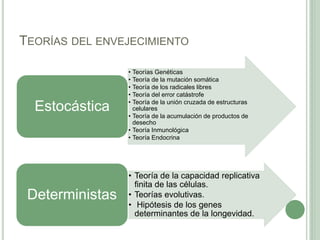 TEORÍAS DEL ENVEJECIMIENTO
• Teorías Genéticas
• Teoría de la mutación somática
• Teoría de los radicales libres
• Teoría del error catástrofe
• Teoría de la unión cruzada de estructuras
celulares
• Teoría de la acumulación de productos de
desecho
• Teoría Inmunológica
• Teoría Endocrina
Estocástica
• Teoría de la capacidad replicativa
finita de las células.
• Teorías evolutivas.
• Hipótesis de los genes
determinantes de la longevidad.
Deterministas
 