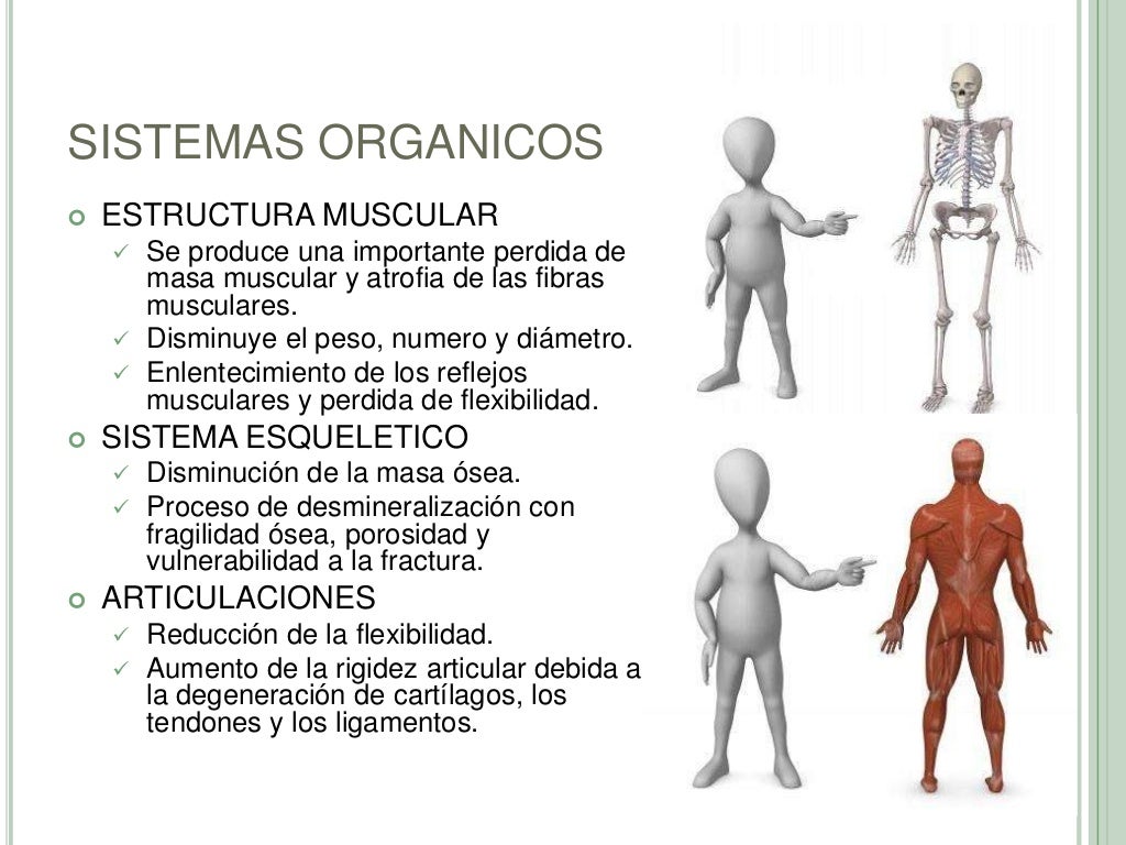 Cambios biologicos en el adulto mayor Cambios biologicos en el adulto mayor