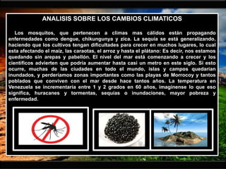 ANALISIS SOBRE LOS CAMBIOS CLIMATICOS
Los mosquitos, que pertenecen a climas mas cálidos están propagando
enfermedades como dengue, chikungunya y zica. La sequía se está generalizando,
haciendo que los cultivos tengan dificultades para crecer en muchos lugares, lo cual
esta afectando el maíz, las caraotas, el arroz y hasta el plátano: Es decir, nos estamos
quedando sin arepas y pabellón. El nivel del mar está comenzando a crecer y los
científicos advierten que podría aumentar hasta casi un metro en este siglo. Si esto
ocurre, muchas de las ciudades en todo el mundo, islas y campos quedarían
inundados, y perderíamos zonas importantes como las playas de Morrocoy y tantos
poblados que conviven con el mar desde hace tantos años. La temperatura en
Venezuela se incrementaría entre 1 y 2 grados en 60 años, imagínense lo que eso
significa, huracanes y tormentas, sequías o inundaciones, mayor pobreza y
enfermedad.
 