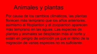 Animales y plantas
Por causa de los cambios climáticos, las plantas
florecen más temprano que los años anteriores,
asimismo el fitoplanton y el zooplanton aparecen
más temprano en las aguas. Las especies de
plantas y animales se desplazan más al norte y
están en peligro de extinción ya que el ritmo de la
migración de varias especies no es suficiente.
 